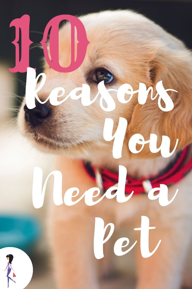 Understanding Your Pet’s Needs post thumbnail image